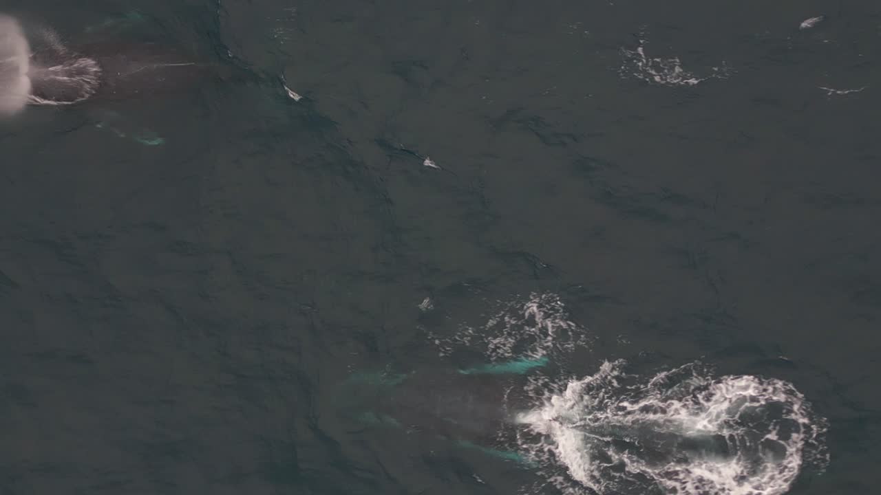 고래는 바다 표면에서 나타납니다. 숨을 쉬고 물 을 불어넣습니다.