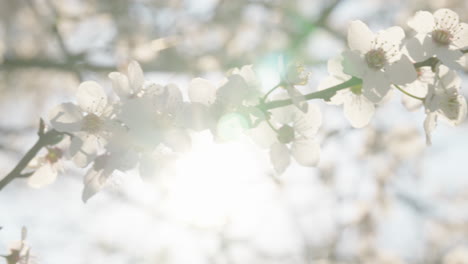 spring blossoms in the sunlight
