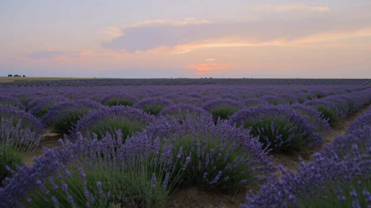 Telecamera che si allontana rivelando file di lavanda con terreno spoglio su terreni agricoli pianeggianti, mostrando il tramonto.