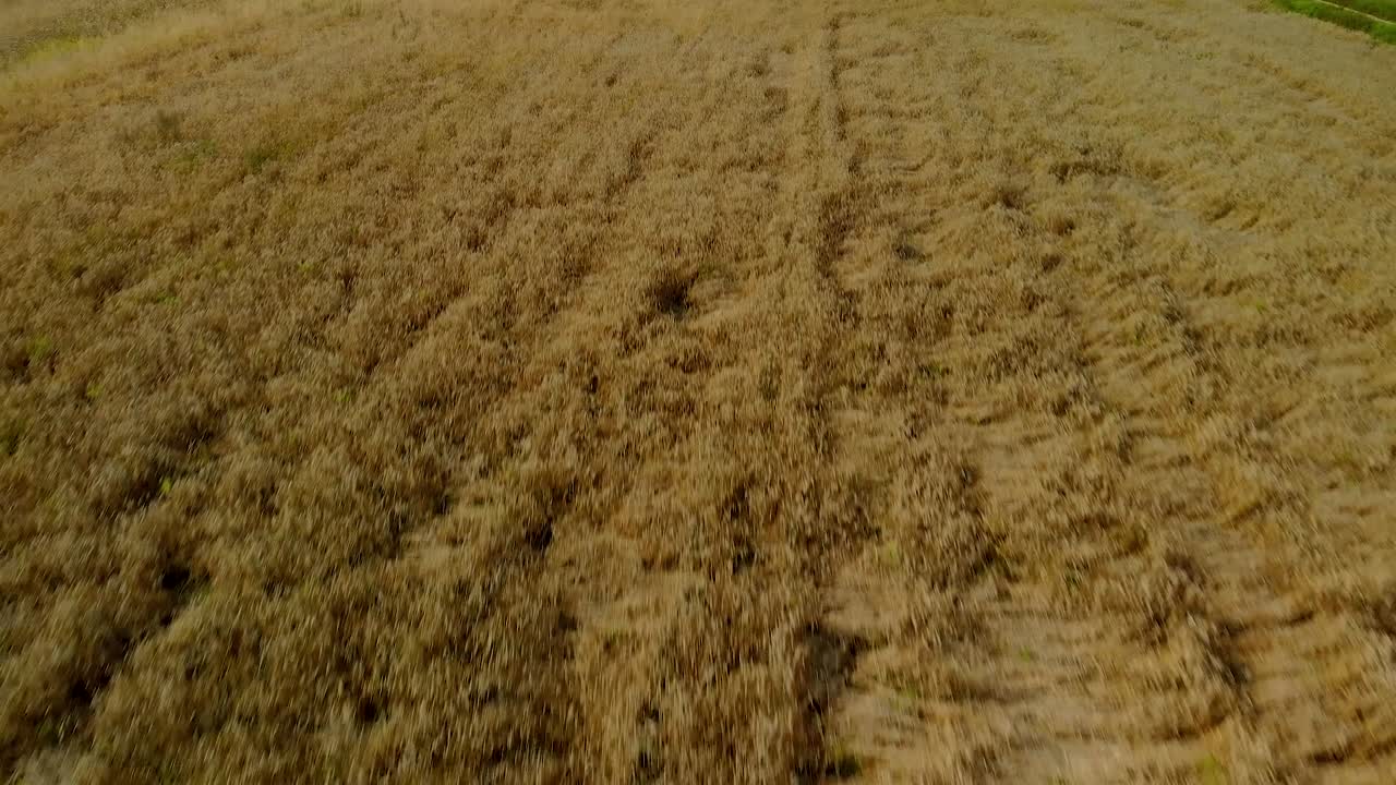 Aerial footage over gold field close up, light composition in natural landscape on day, village climate at harvest time in Eastern Poland