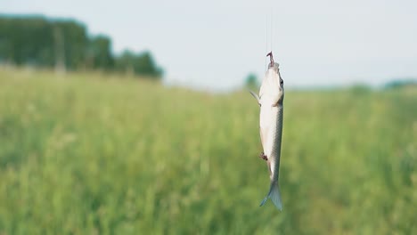 caught fish turns on a fishing hook