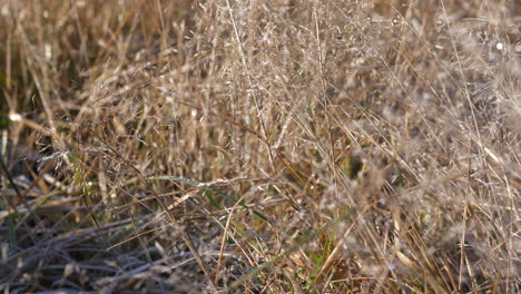 frozen field grass in wilderness, frosty sunny morning, close up