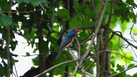 Gesehen,-Wie-Er-Nach-Rechts-Blickt-Und-Dann-Zu-Seinem-Nest-Fliegt,-Gebänderter-Eisvogel-Lacedo-Pulchella,-Thailand