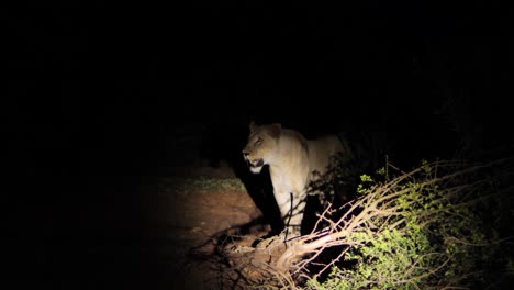 Late-on-dark-night,-female-African-Lion-appears-in-vehicle-spotlight