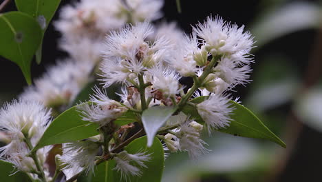 Eine-Schöne-Weiße-Zitronenmyrtenblumenpflanze---Nahaufnahme