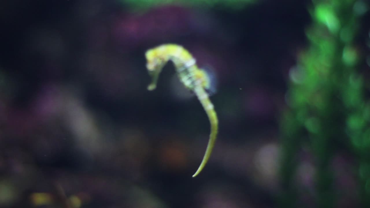 Seahorse in Water