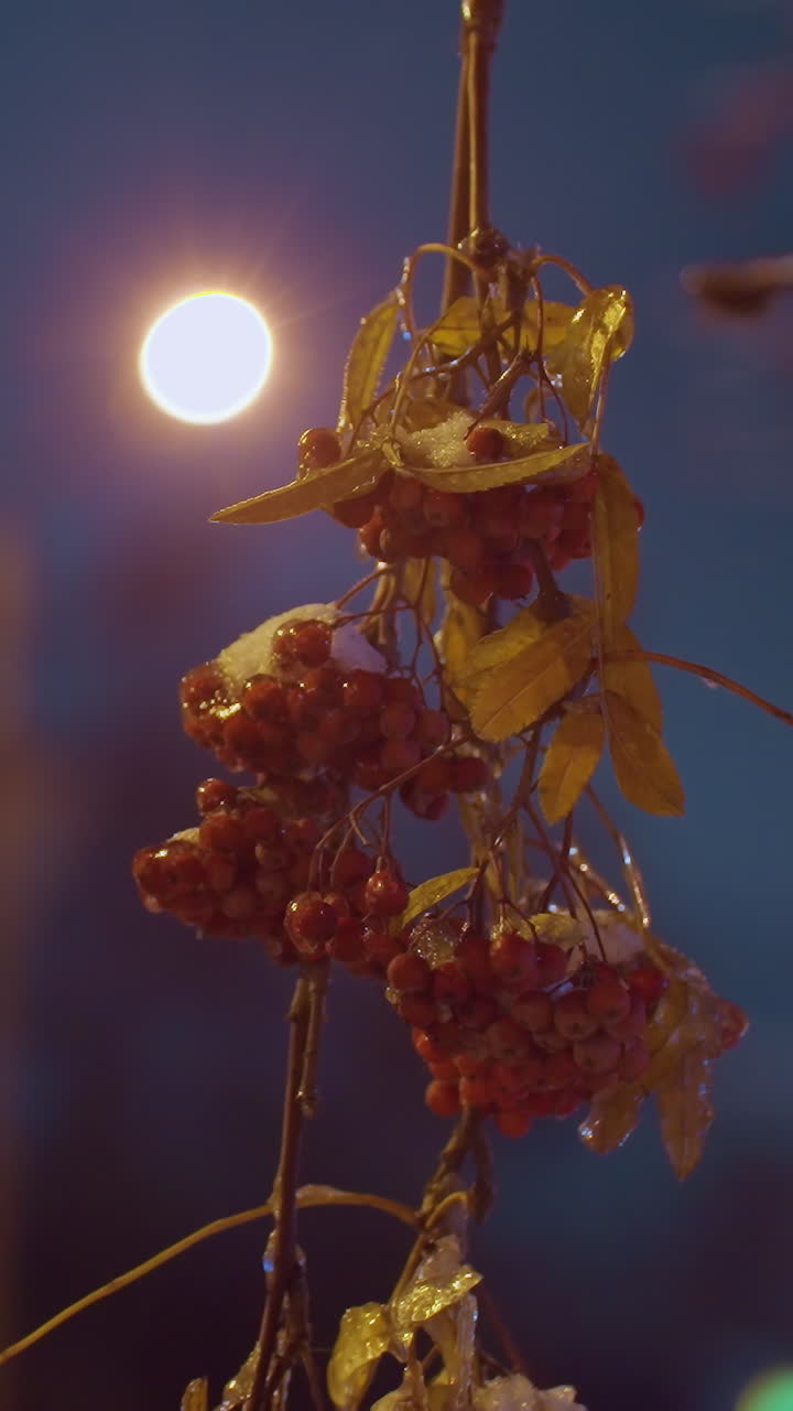 Primo piano di un ramo d'albero con grappoli di bacche rosse brillanti, illuminato da una luce soffusa, con foglie autunnali e uno sfondo sfocato con lampioni e un edificio residenziale di notte.