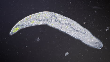microscopic view of a single-celled organism