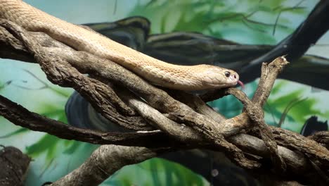 cobra monóculo, naja kaouthia, también llamada cobra monocelada, en cautiverio