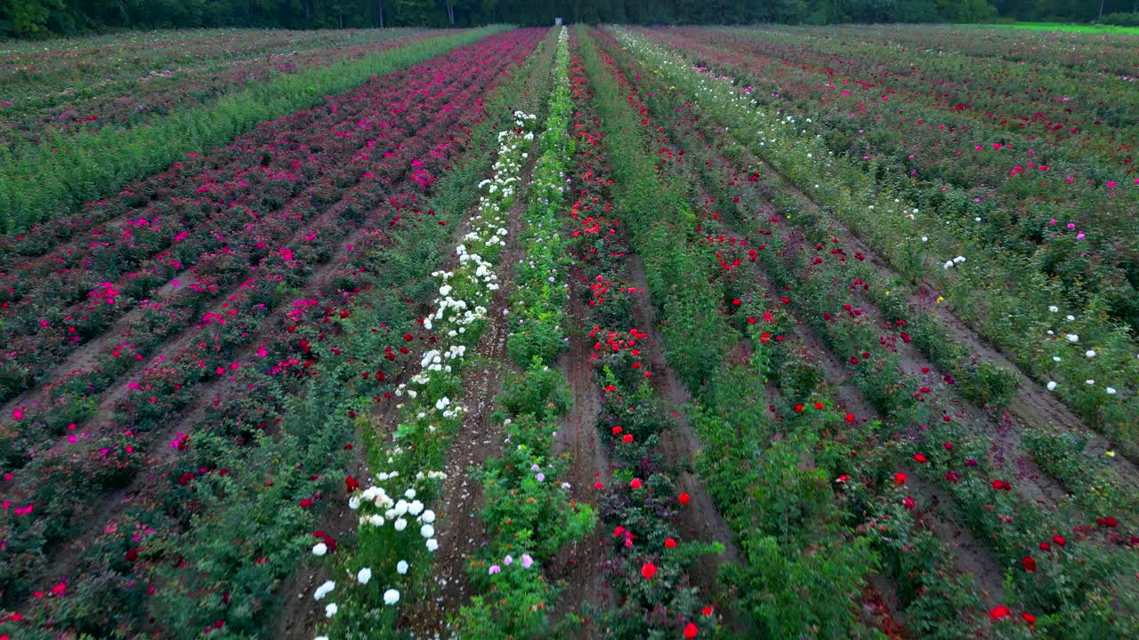 antena cercana al suelo de hileras largas en una granja comercial de flores