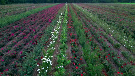 close to ground aerial of long rows in a commercial flowers farm