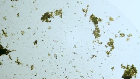 organismos unicelulares y algas bajo microscopio de aumento muestra de agua dulce