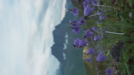 vertical - harebell flowers blooming in spring in norway