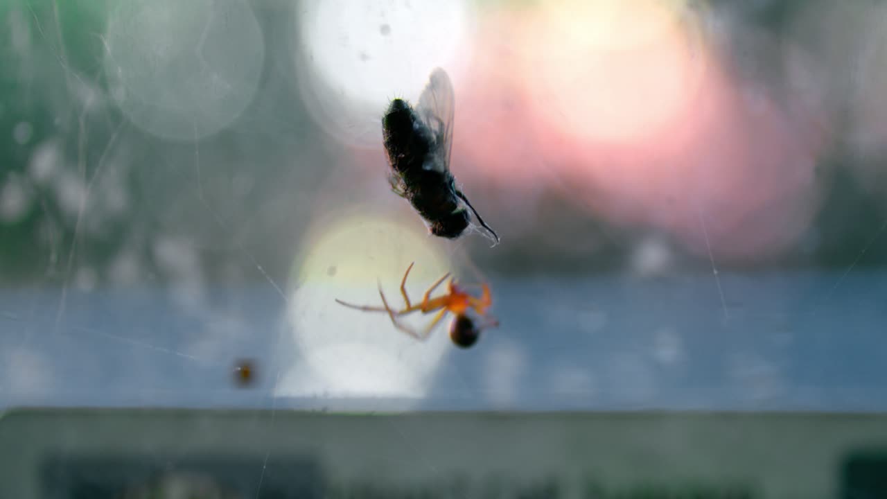 una araña de patas amarillas y una presa luchando atrapada en una telaraña luchando en el fondo bokeh