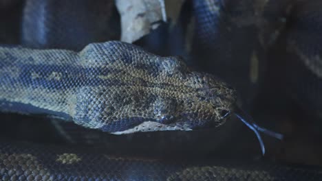 close-up of anaconda head navigating dry leaves