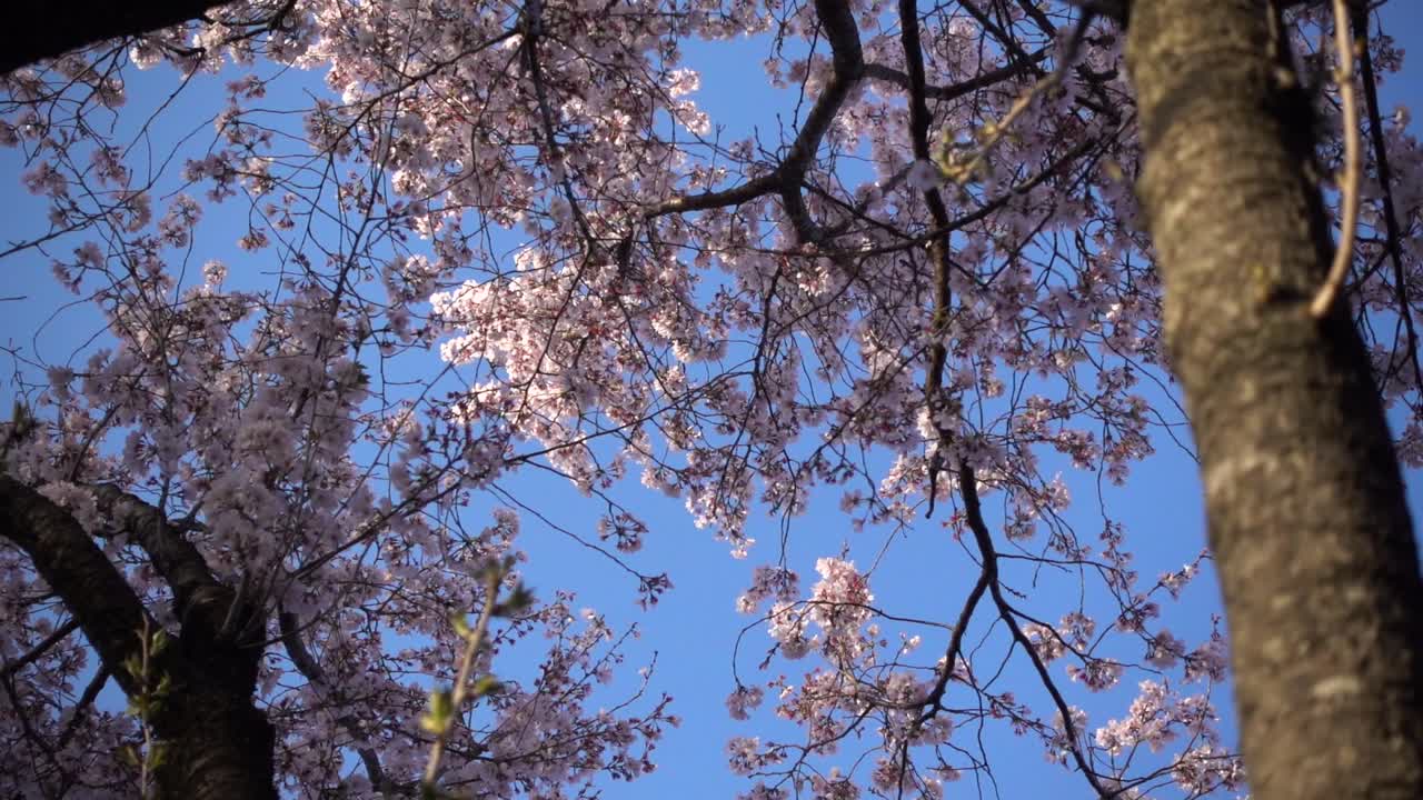 Guardando verso l'alto un bellissimo e vibrante albero di ciliegio Sakura rosa contro il cielo blu