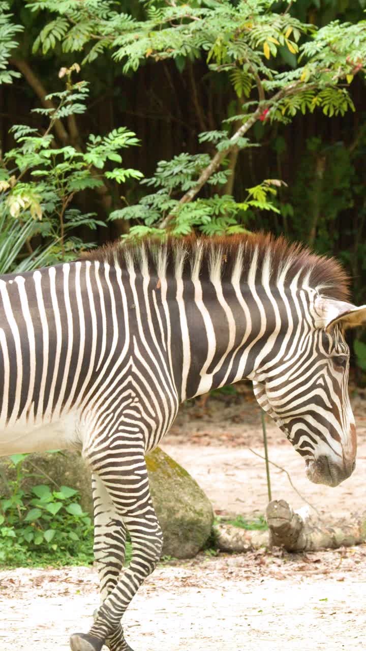 Una zebra di Grevy cammina lentamente attraverso un sentiero sabbioso in un recinto dello zoo luminoso e verde