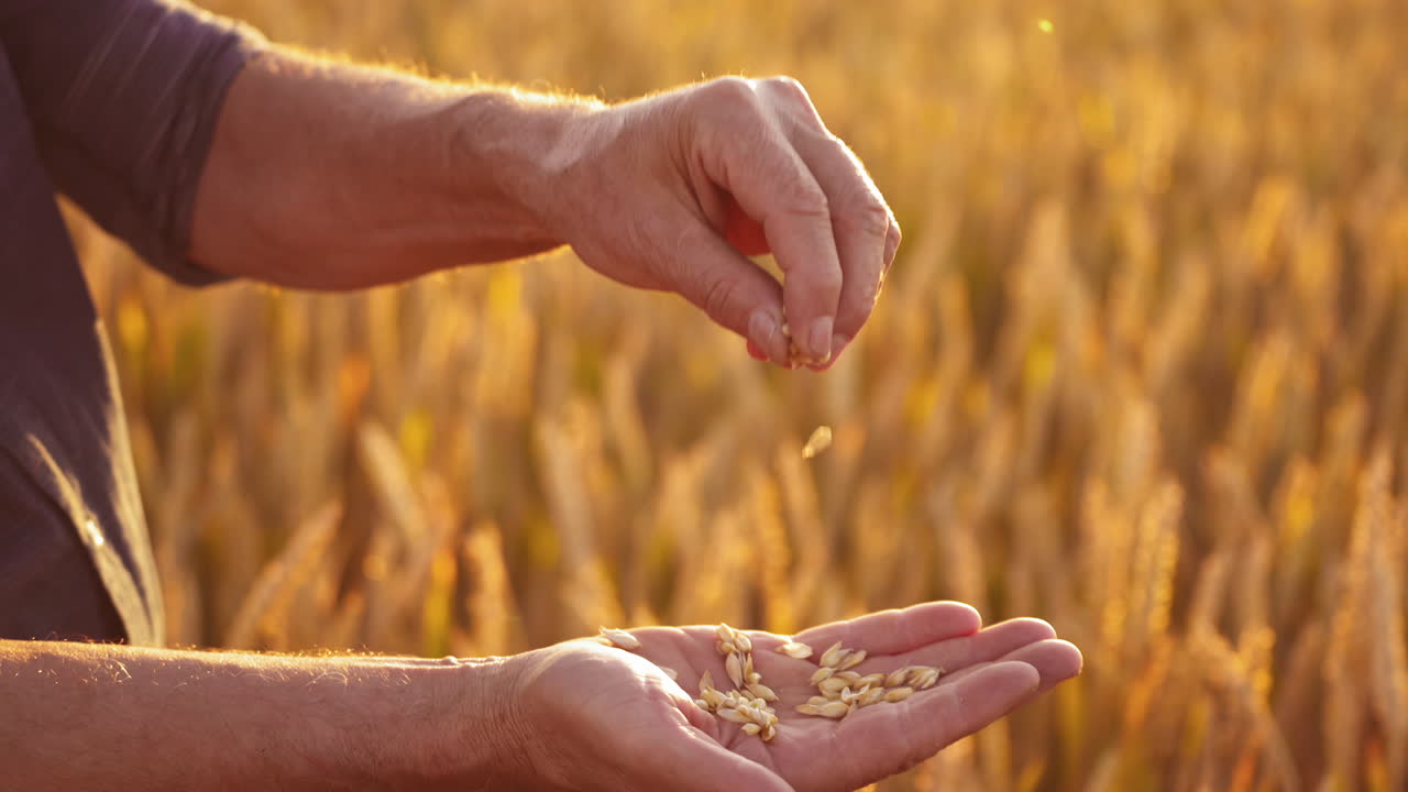 Ripe grains in man's hands. Farmer holding seeds in hands and looking at ripeness of crop on the blur background of yellow spikelets. Close-up.