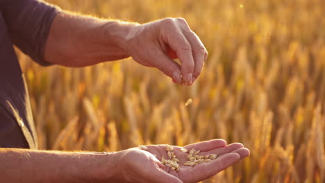 ripe grains in man's hands. farmer holding seeds in hands and looking at ripeness of crop on the blur background of yellow spikelets. close-up.
