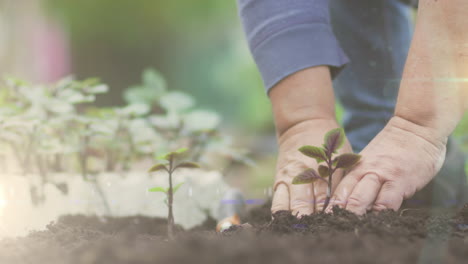 spot of light against close up of a hand planting a plant in the soil at the garden