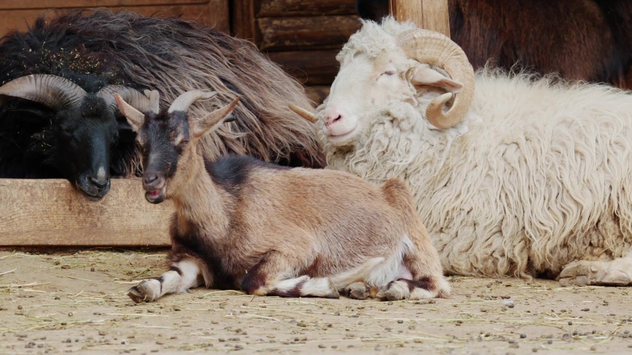 Gruppo di animali da fattoria che riposano in un ambiente rurale rustico vicino a una struttura in legno, inclusi pecore e capre.