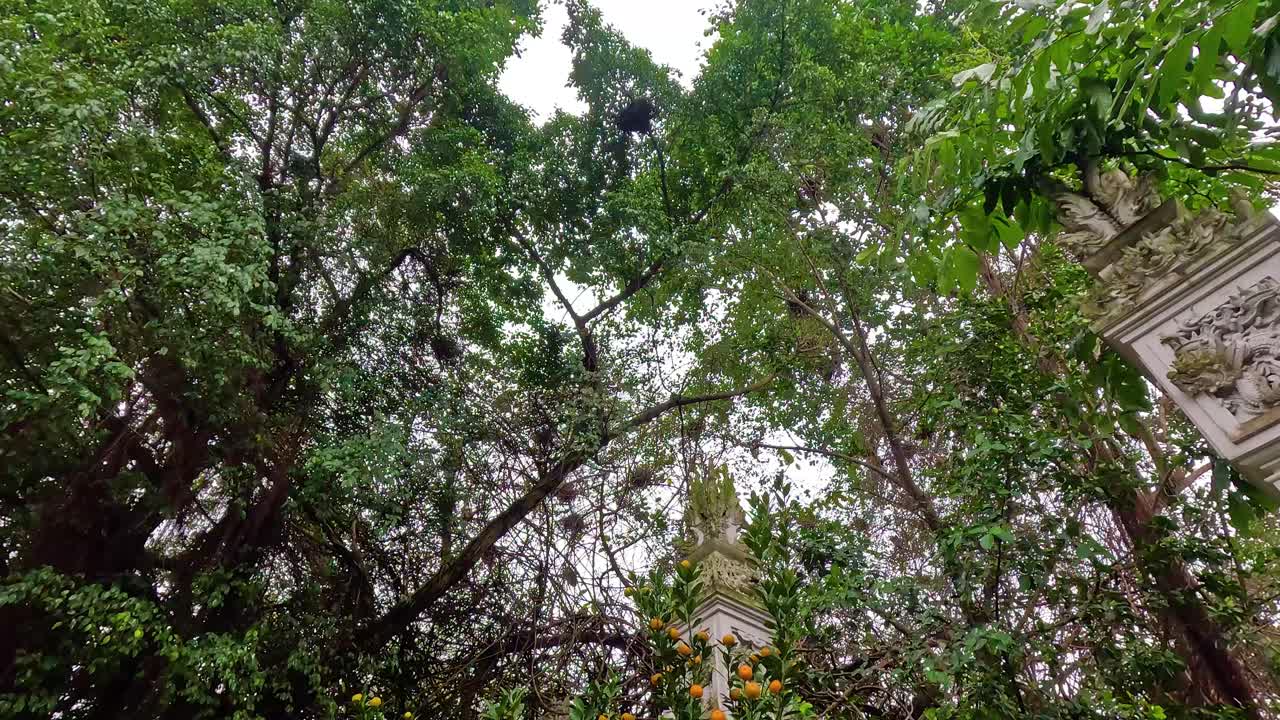 Lush greenery and vibrant flowers at Hanoi temple