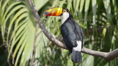 handsome toucan taking a break on a tree branch in the shade, static shot