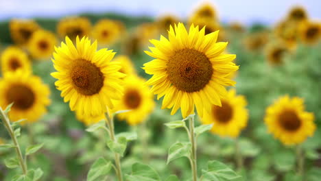 two similar sunflowers swaying simultaneously in the field. agricultural field of flower seeds at backdrop in blur.