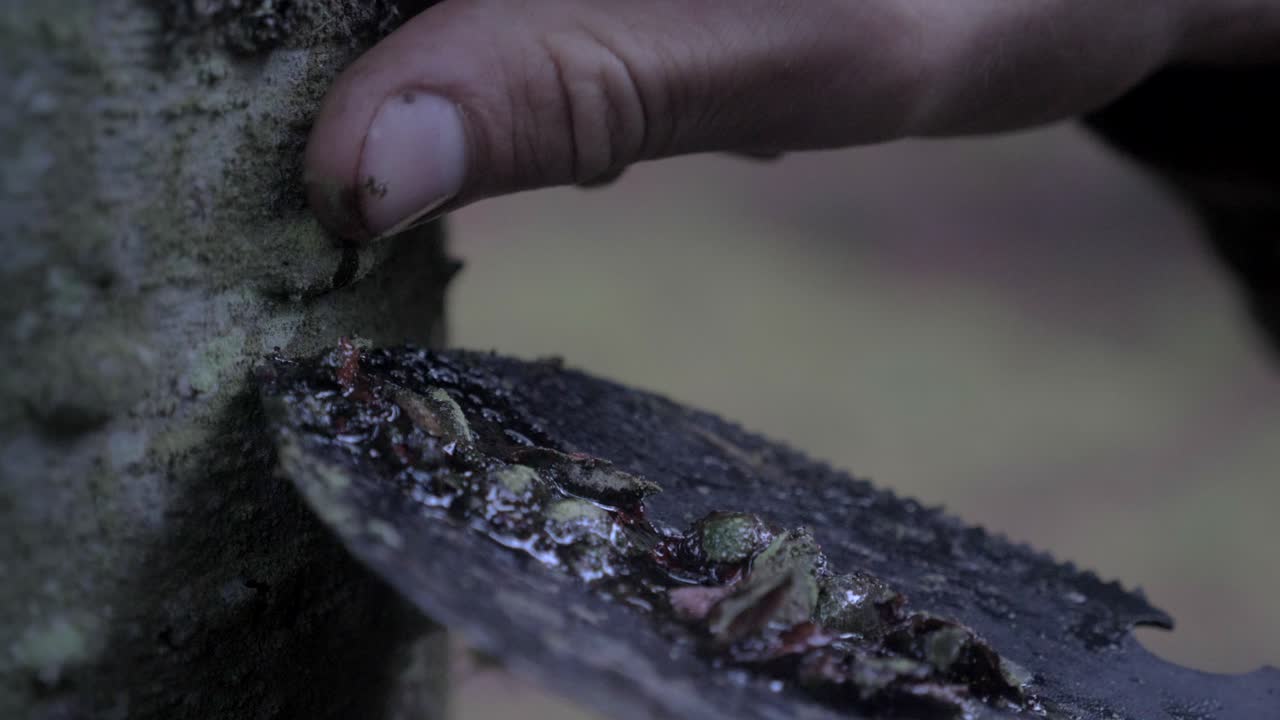 Persona che raccoglie resina da un pino per l'accensione primitiva del fuoco, primo piano statico