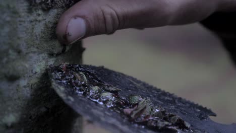 person collecting resin from a pine tree for primitive fire-starting, static close up