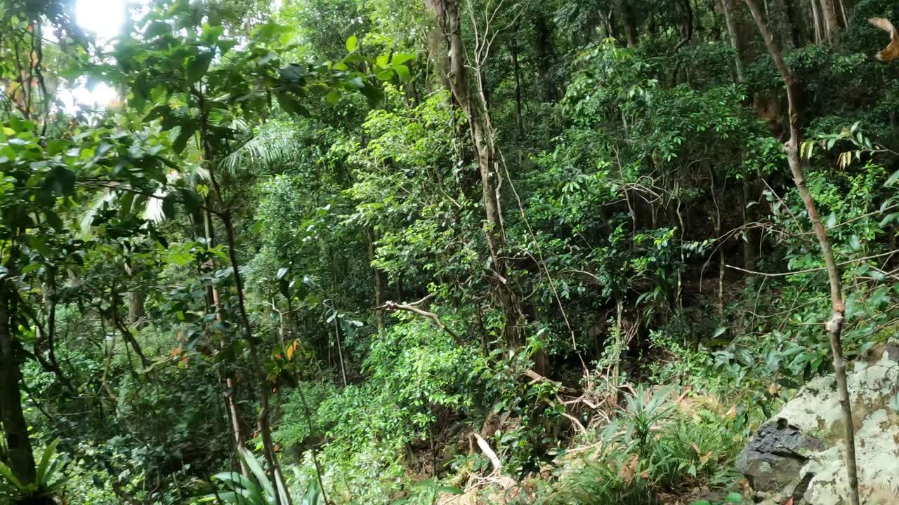 Esplorando un sentiero lussureggiante e verde nella foresta pluviale tropicale