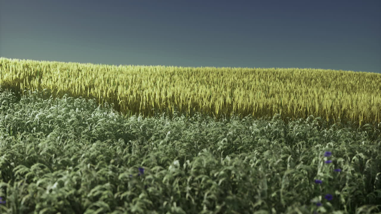 Golden wheat field under a clear blue sky at midday in rural countryside