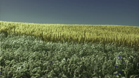 golden wheat field under a clear blue sky at midday in rural countryside