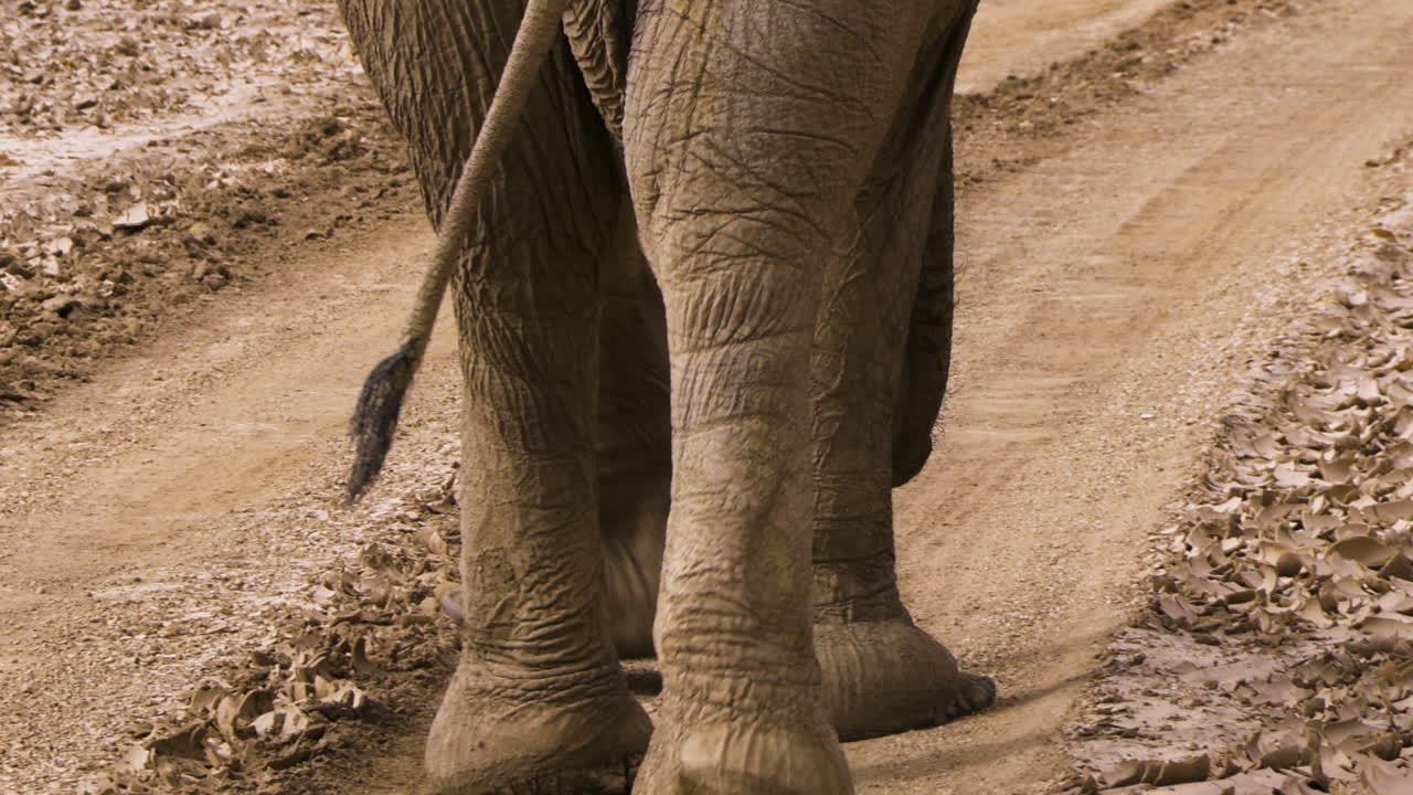 Close-up of the feet of a desert elephant walking along a sandy path. The front feet are unusually large, an adaptation to life in the desert sand