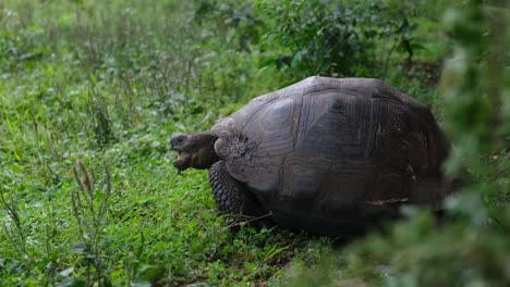 Westliche-Santa-cruz-riesenschildkröte,-Die-Gras-Im-Naturschutzgebiet-Galápagos,-Ecuador,-Frisst