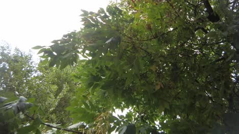 tree with green leaves is shaken by strong wind on a cloudy day next to street in autumn season