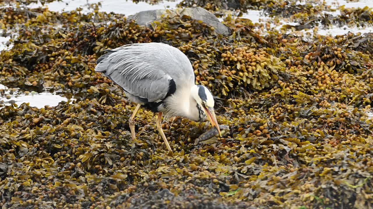 Slow motion closeup of grey heron holding a small fish in its beak while standing in coastal seaweed. Bird pauses to prepare for feeding in natural shoreline habitat