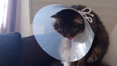 Tired-wounded-cat-with-cone-yawning