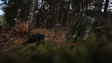 cono de fruta tendido en el suelo al lado de un árbol cortado en un bosque de pinos