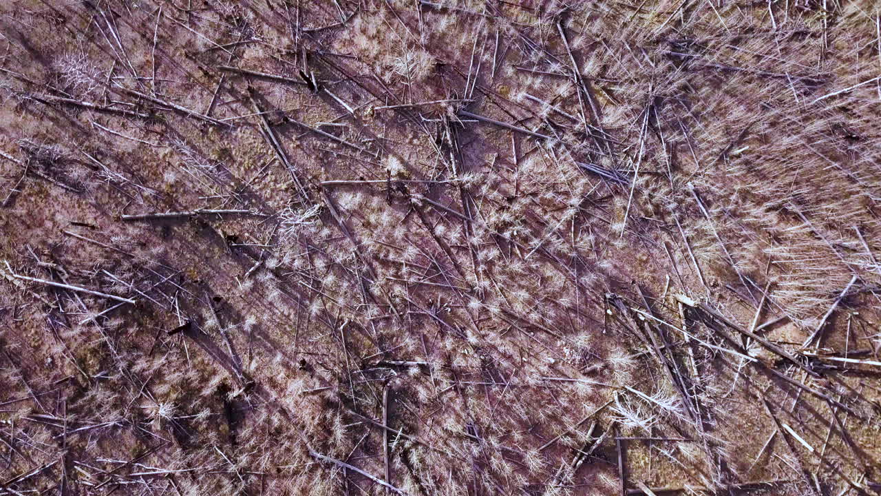 산불의 여파를 보여주는 항공 영상