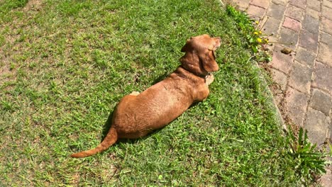 playful dachshund canis lupus familiaris enjoying the warmth of the sun on a lush green lawn displaying joyful antics on green grass field.