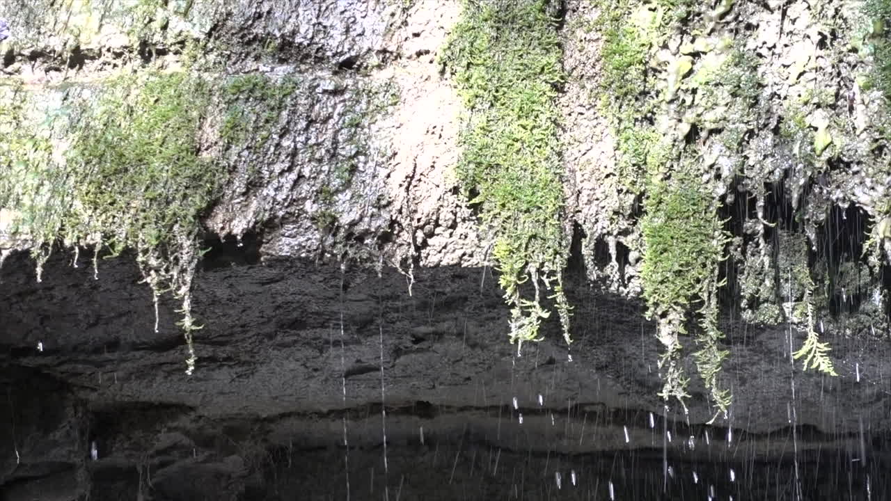 스위스 알프스의 이끼로 이루어진 폭포에서 물이 풍부하게 흐릅니다.
