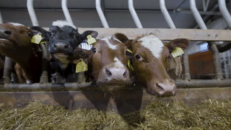 calves in a group pen with fodder on the ground