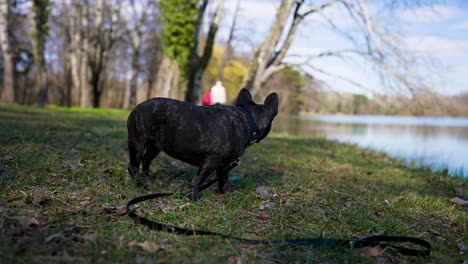 french bulldog stands on the shore of a lake and looks after walkers