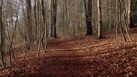 Dolly-In-brown-leaves-on-a-foot-path-in-beautiful-forrest-on-a-sunny-day-in-fall