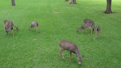 deer eating in the yard