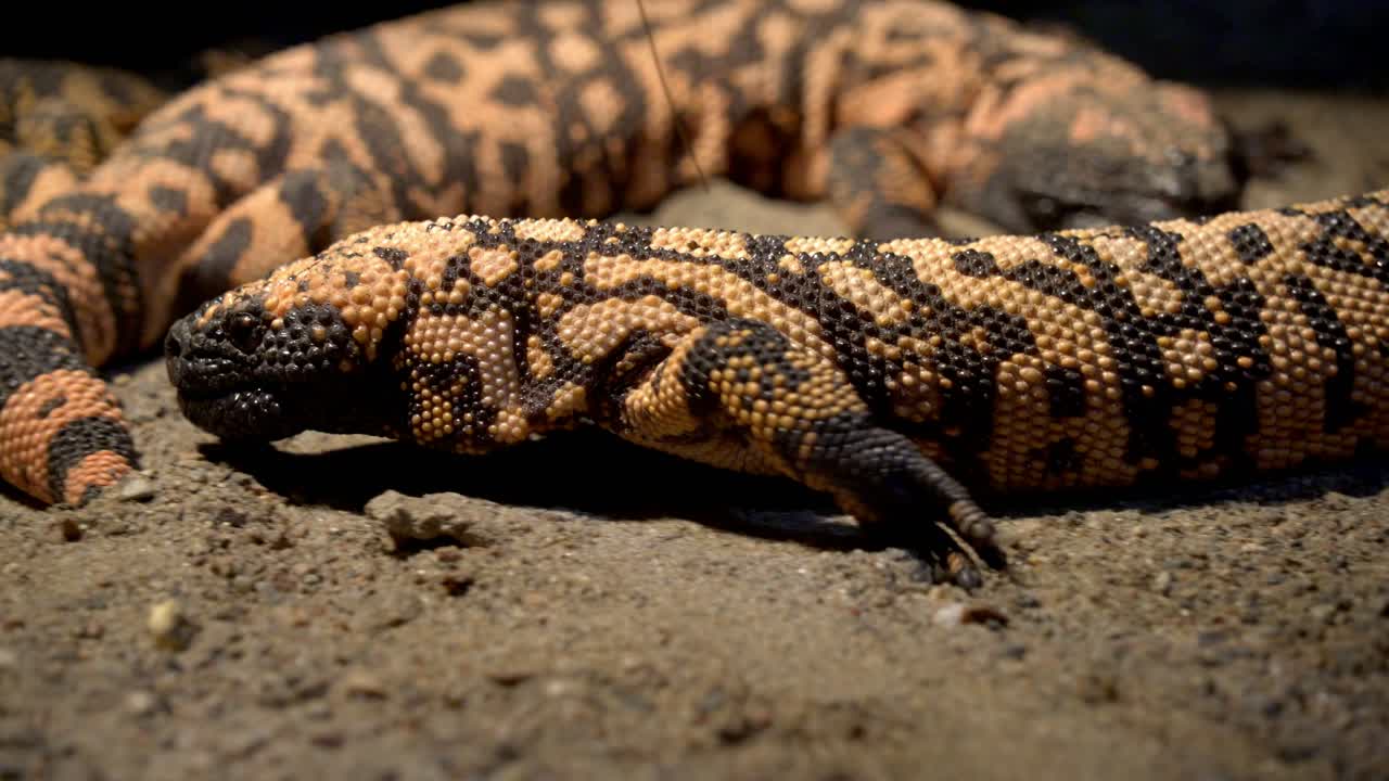 A venomous Gila monster Lizard from North America