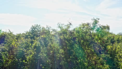 Ebereschenbaum-In-Sonnenstrahlen