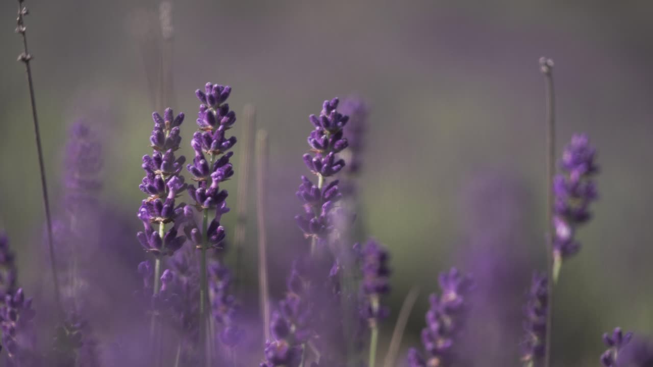 lavanda púrpura floreciente en verano