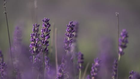 blooming purple lavender in summer